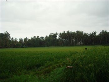 Semampan Village 2* Ubud (Bali)